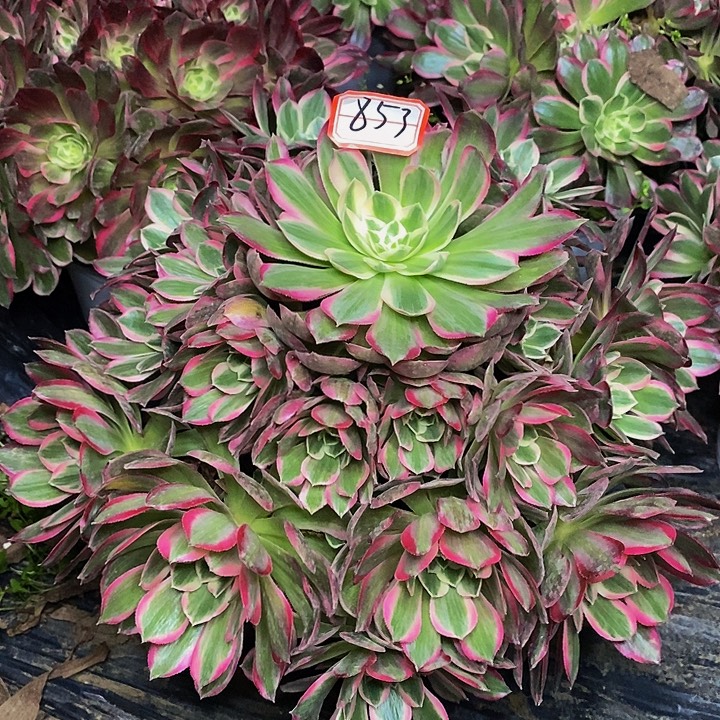 孔雀翎老桩捧花853号