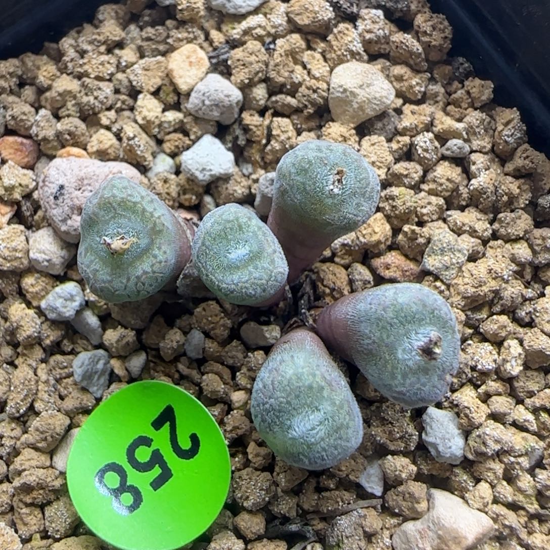 猕猴桃群多肉植物258