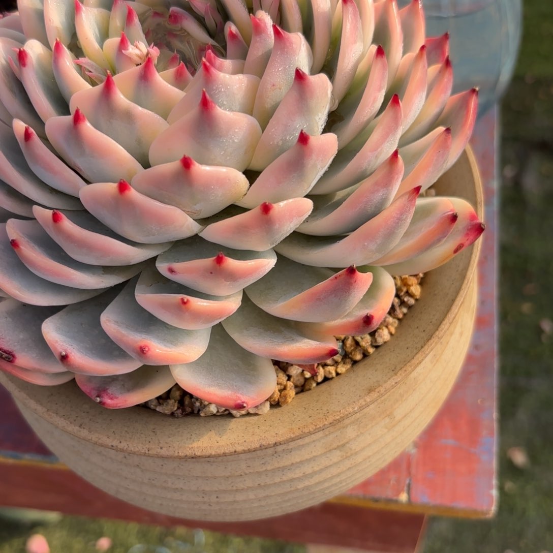 爱**爱华肉肉肉肉肉肉肉