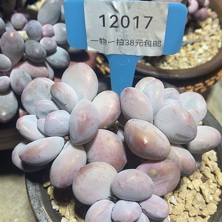胭脂精品多肉香水