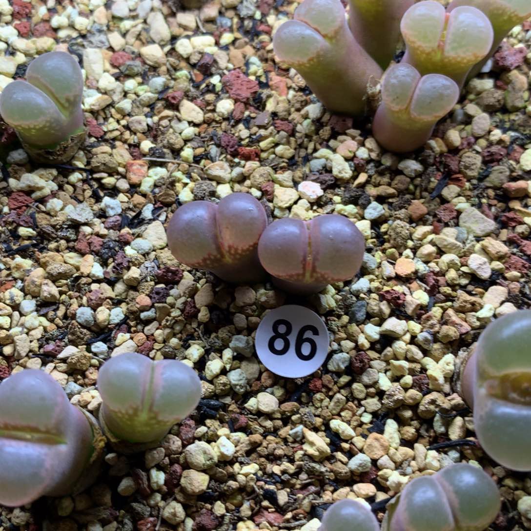 ?****?86号风铃母本双头