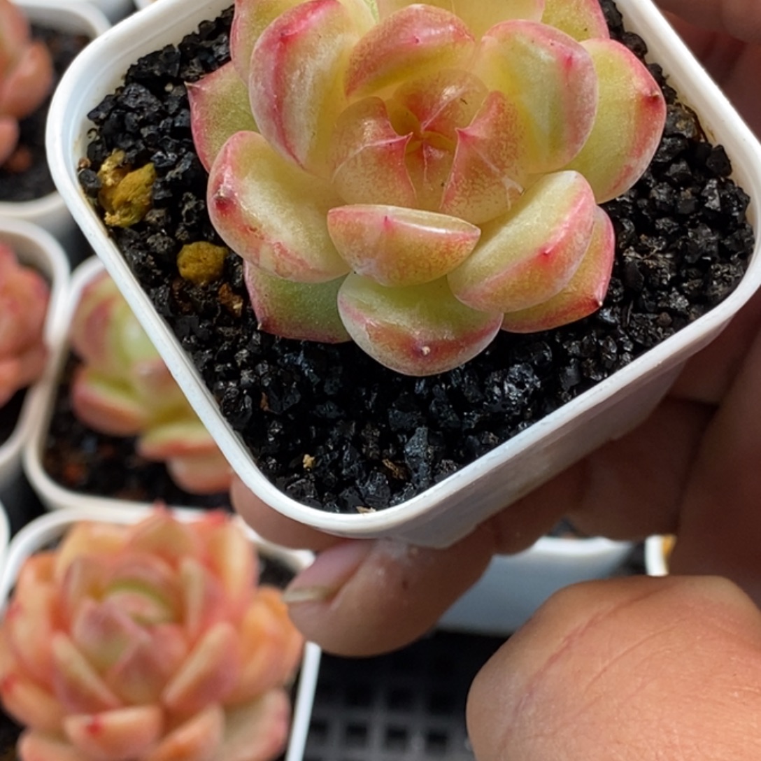 天官赐福百无禁忌