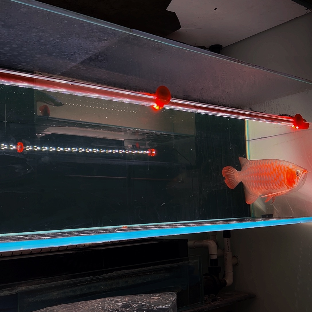 海水鱼红龙观赏鱼热带鱼