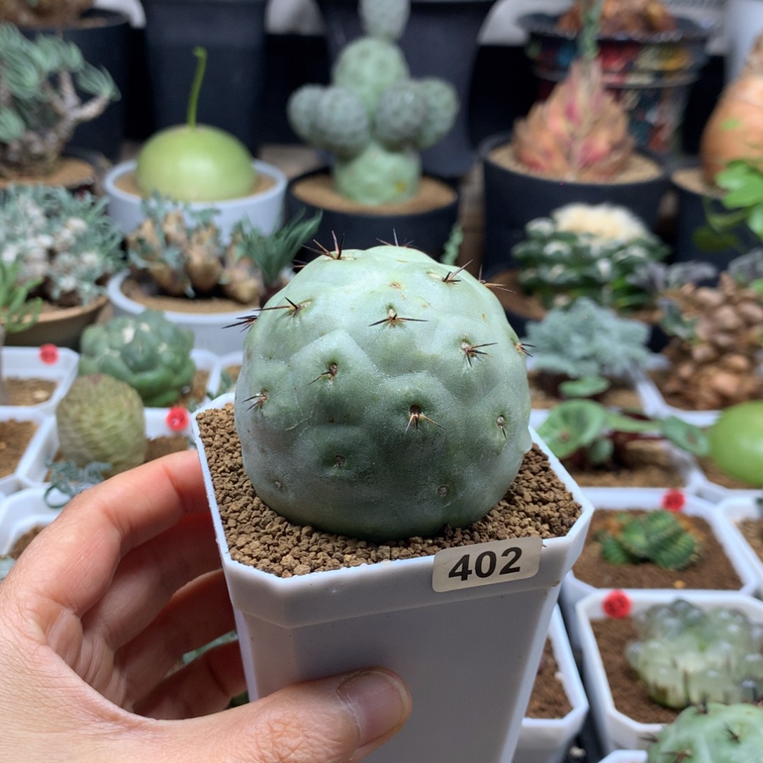 习志野自根仙人球脱土