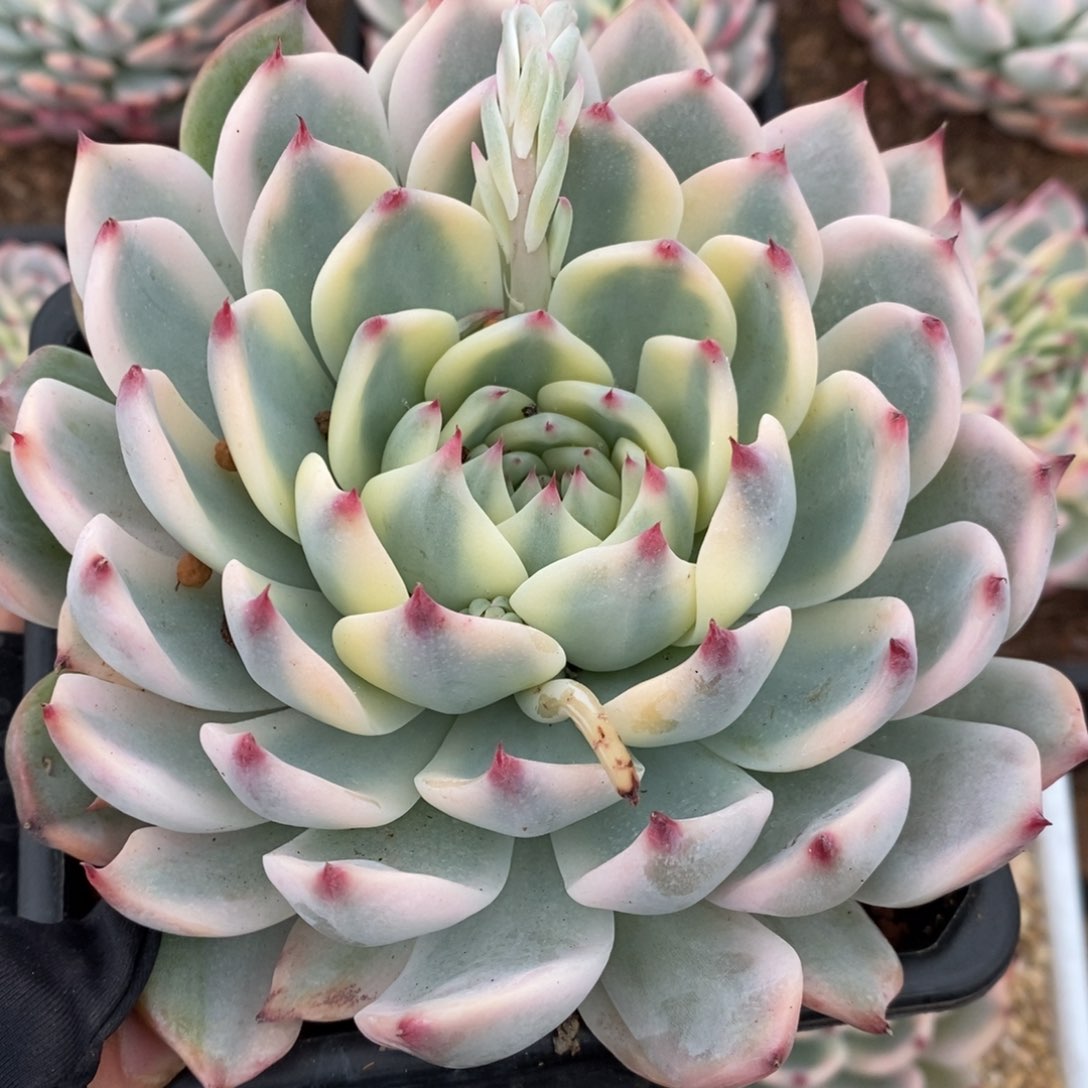 吉娃娃锦多肉植物