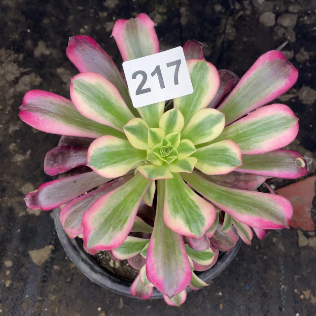 217号美杜莎手捧花