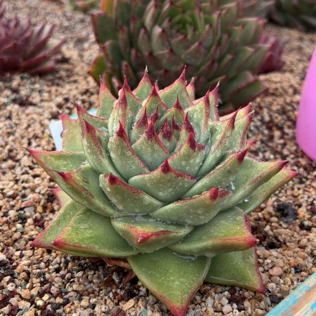 从前慢多肉精选编号0124.1