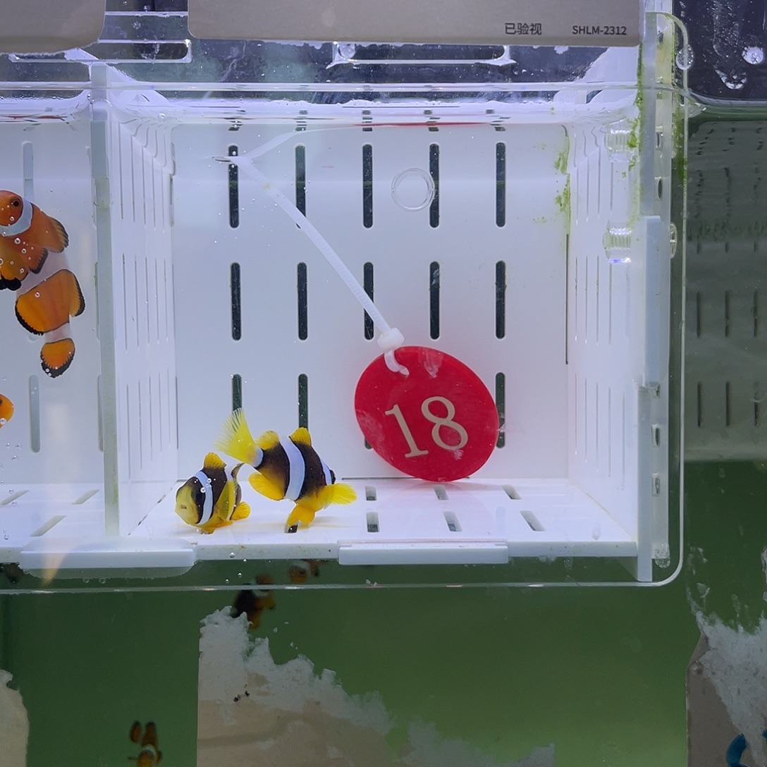 海水鱼人工金双待