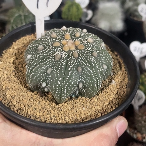 实生海星兜7.3公分福利