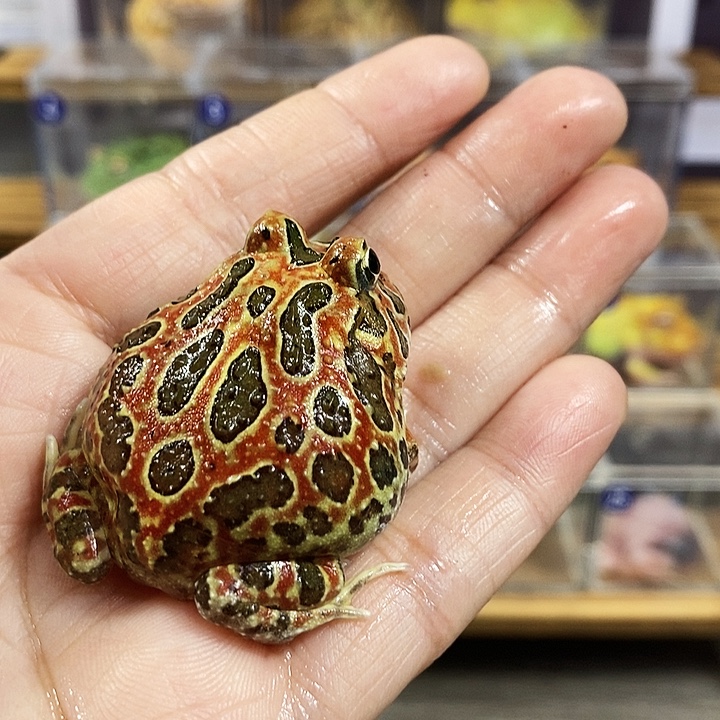 晚***2角蛙932号红钟角角蛙