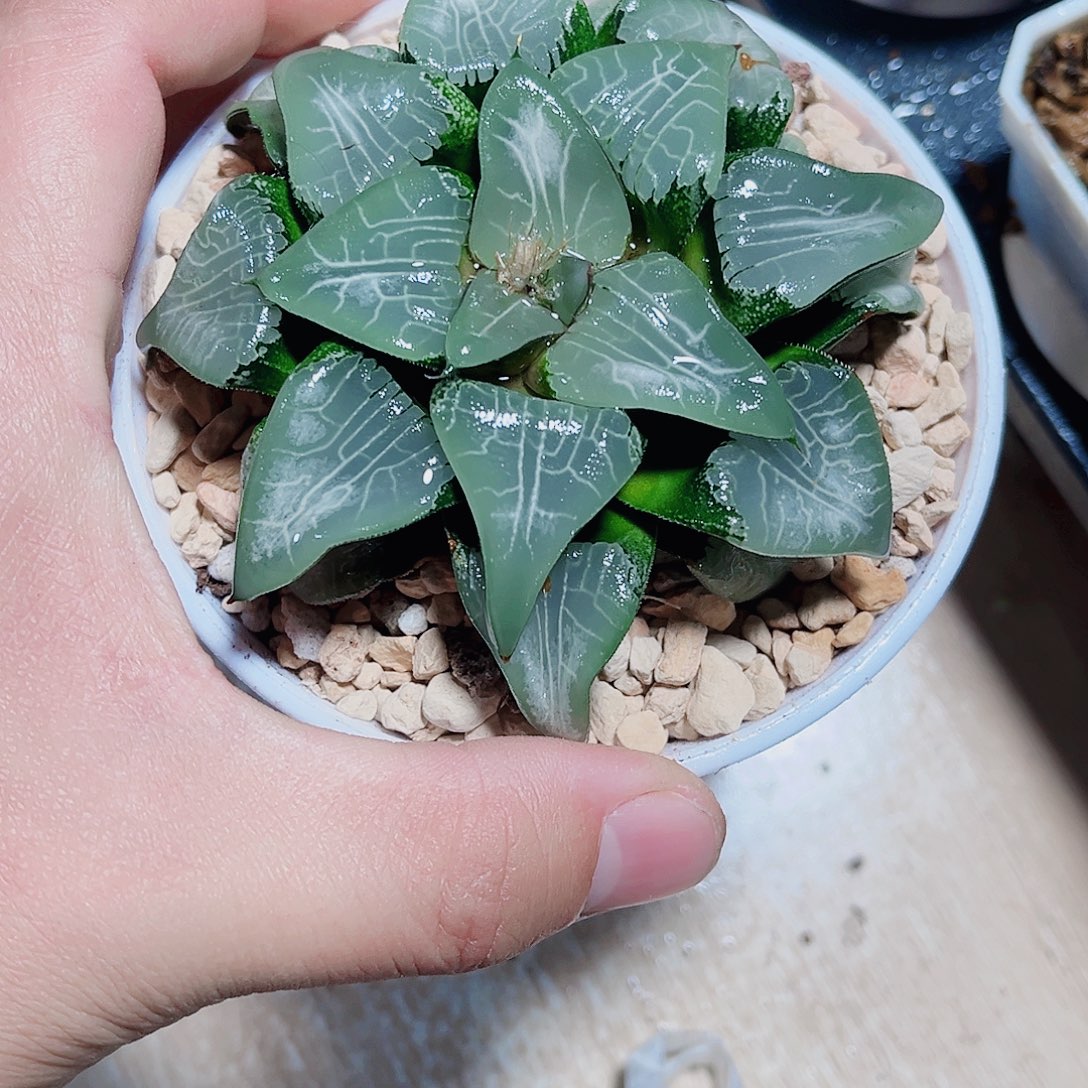 母本月影新手好养