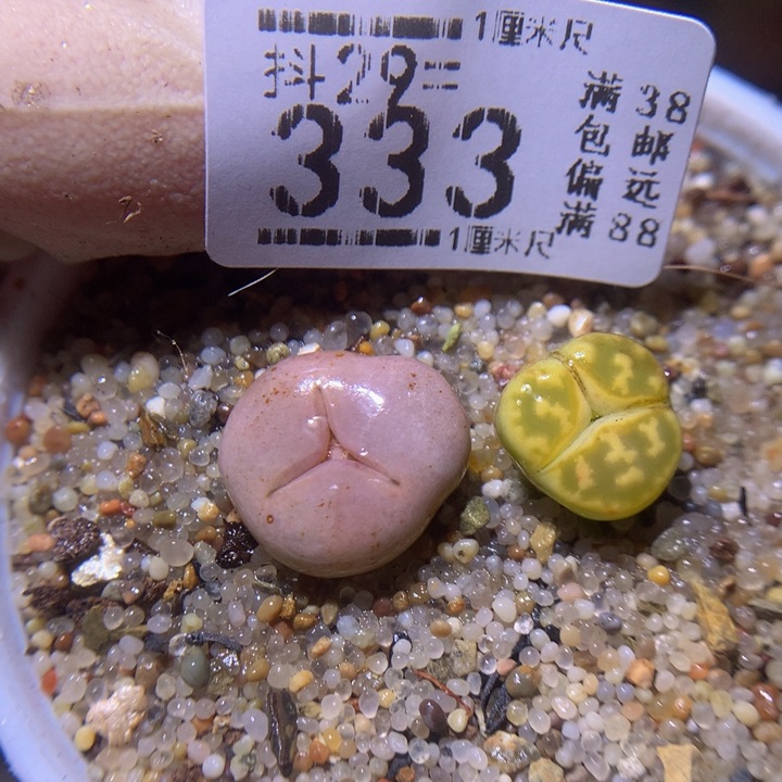 精品生生花29.333