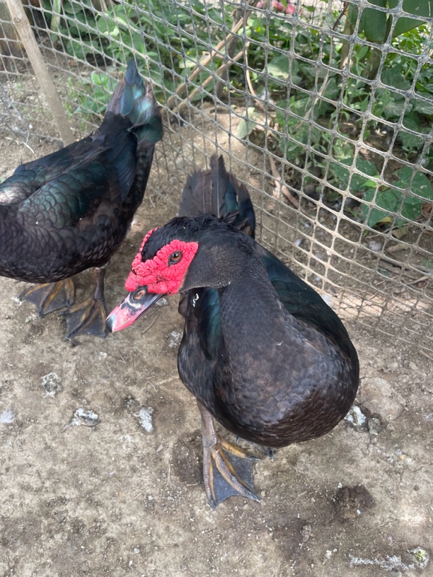 黑番鸭公鸭顺丰包邮