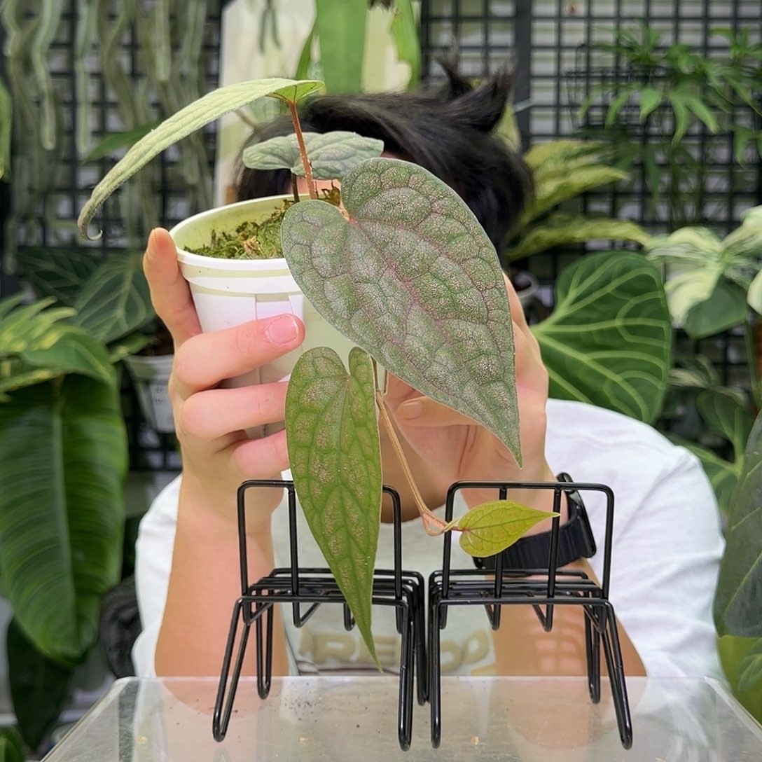 完全开放F489 金书胡椒