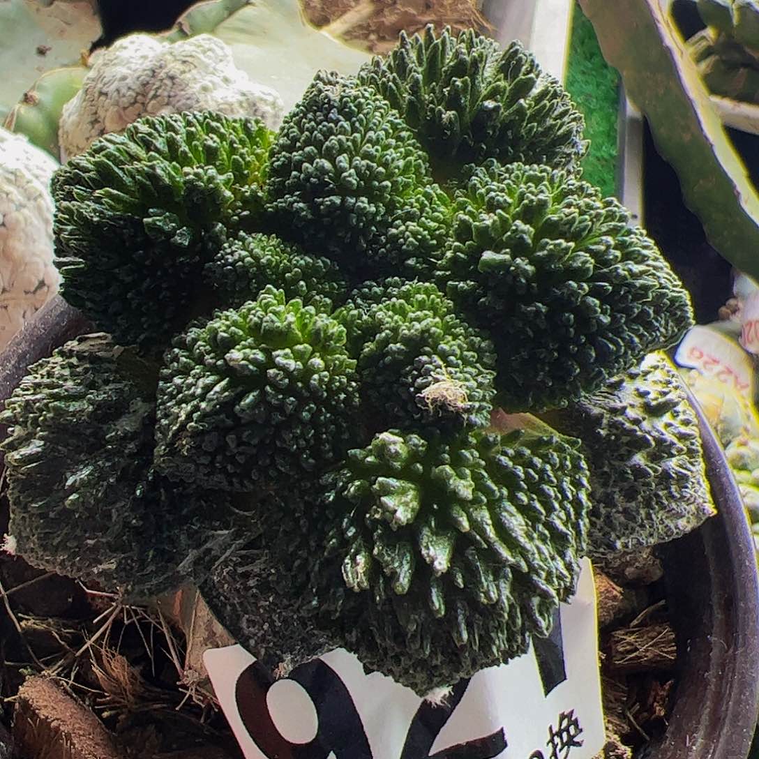 无毛菜花牡丹仙人球921