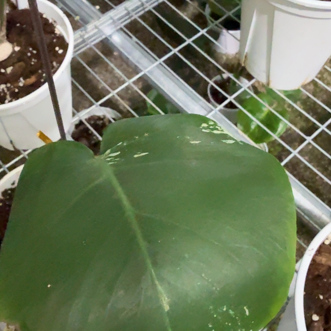 分***？无花朵龟背竹一物一拍