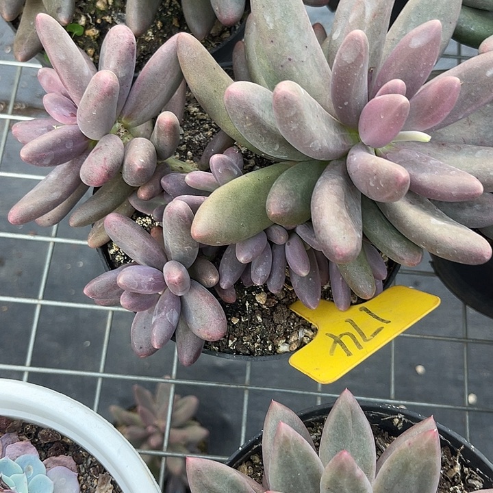 *****两单包邮，一物一拍174