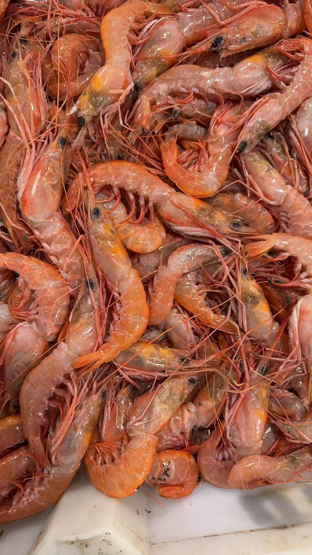 正宗红虾7斤包邮