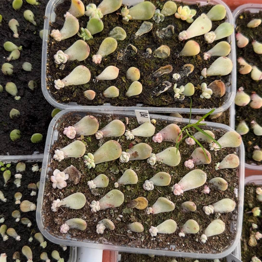 3个P87 芝麻穴满25包邮