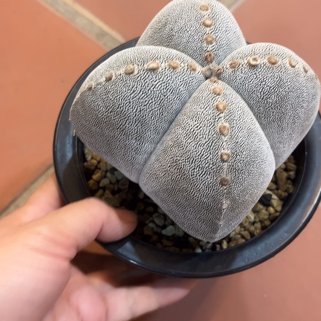 鵬****仙人球鸾凤玉实生