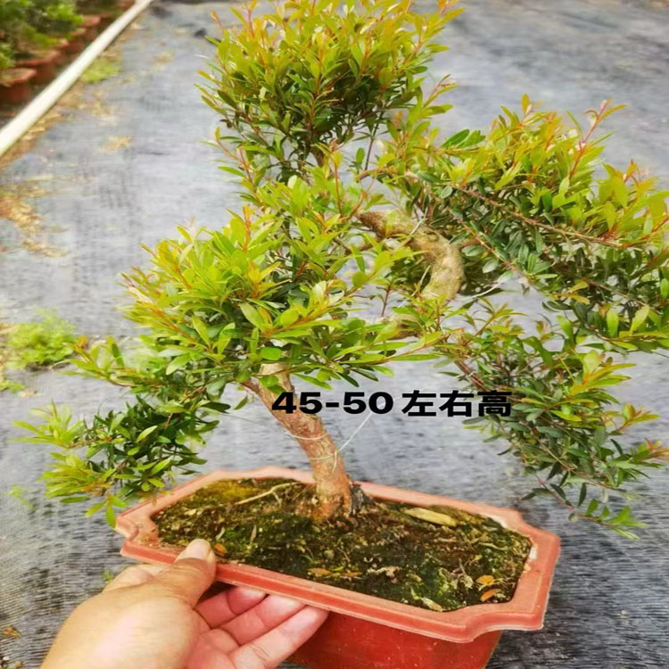 小叶赤楠盆景耐寒耐热植物四季常青红杨黄杨金丝楠木阳台室外好养