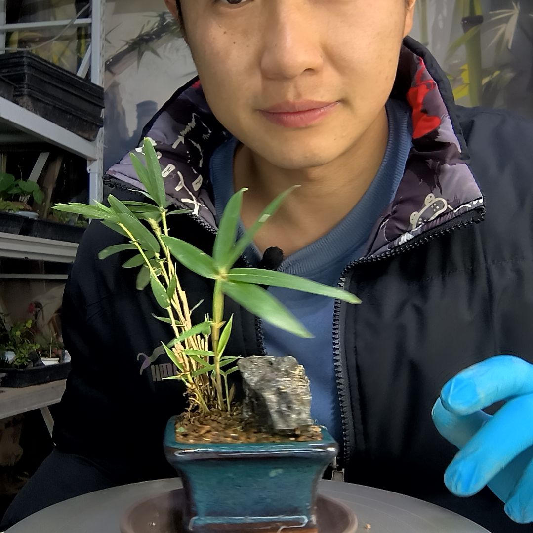 梅****方中青园艺一物一拍83