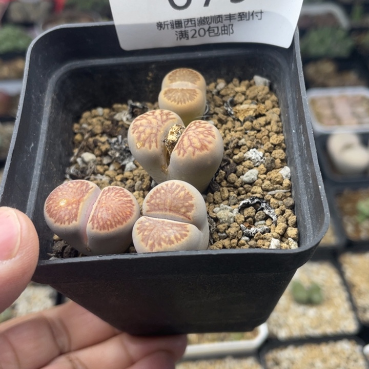 佳人园艺 老周多肉上福利啦079