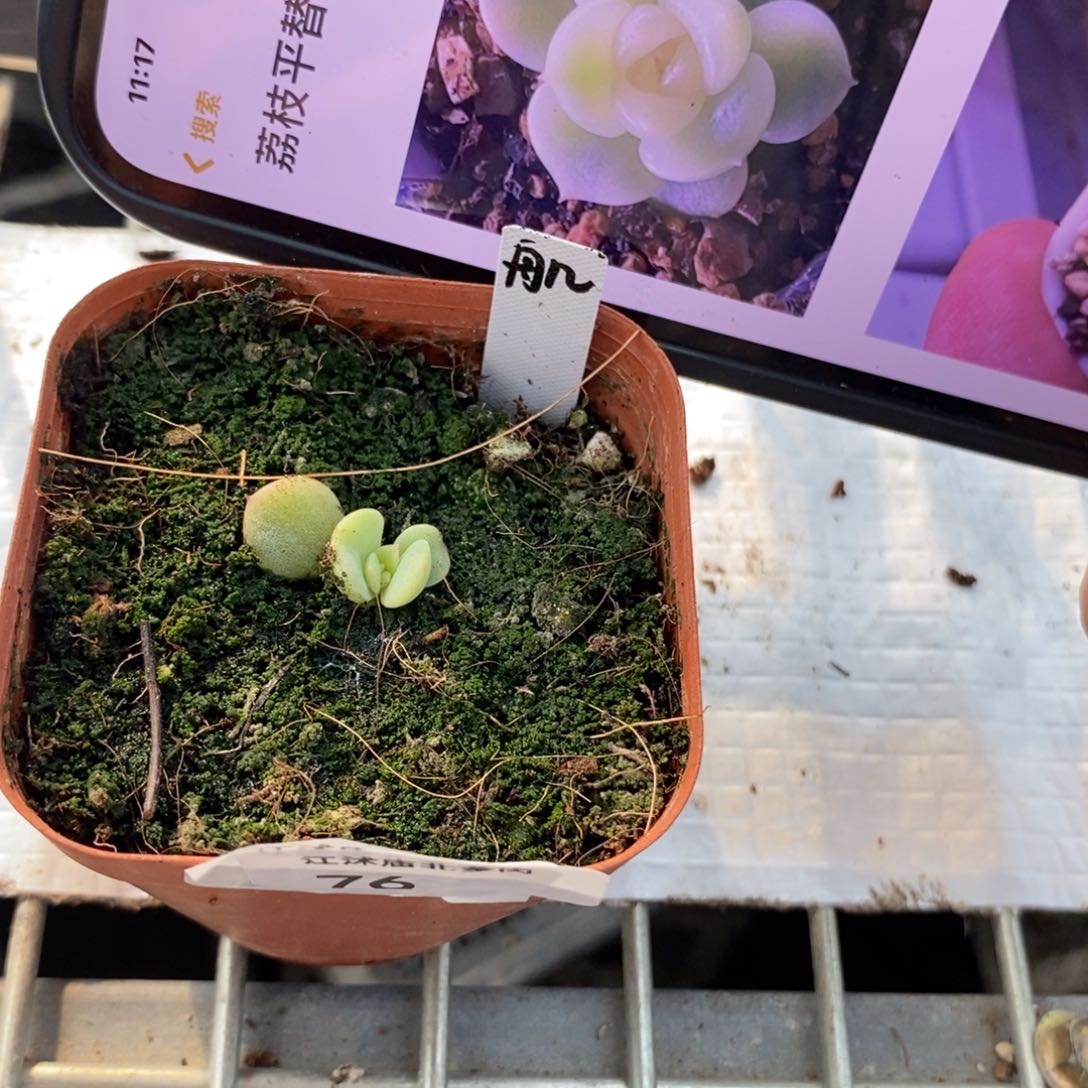 标签76甜心t12荔枝平替一个多肉