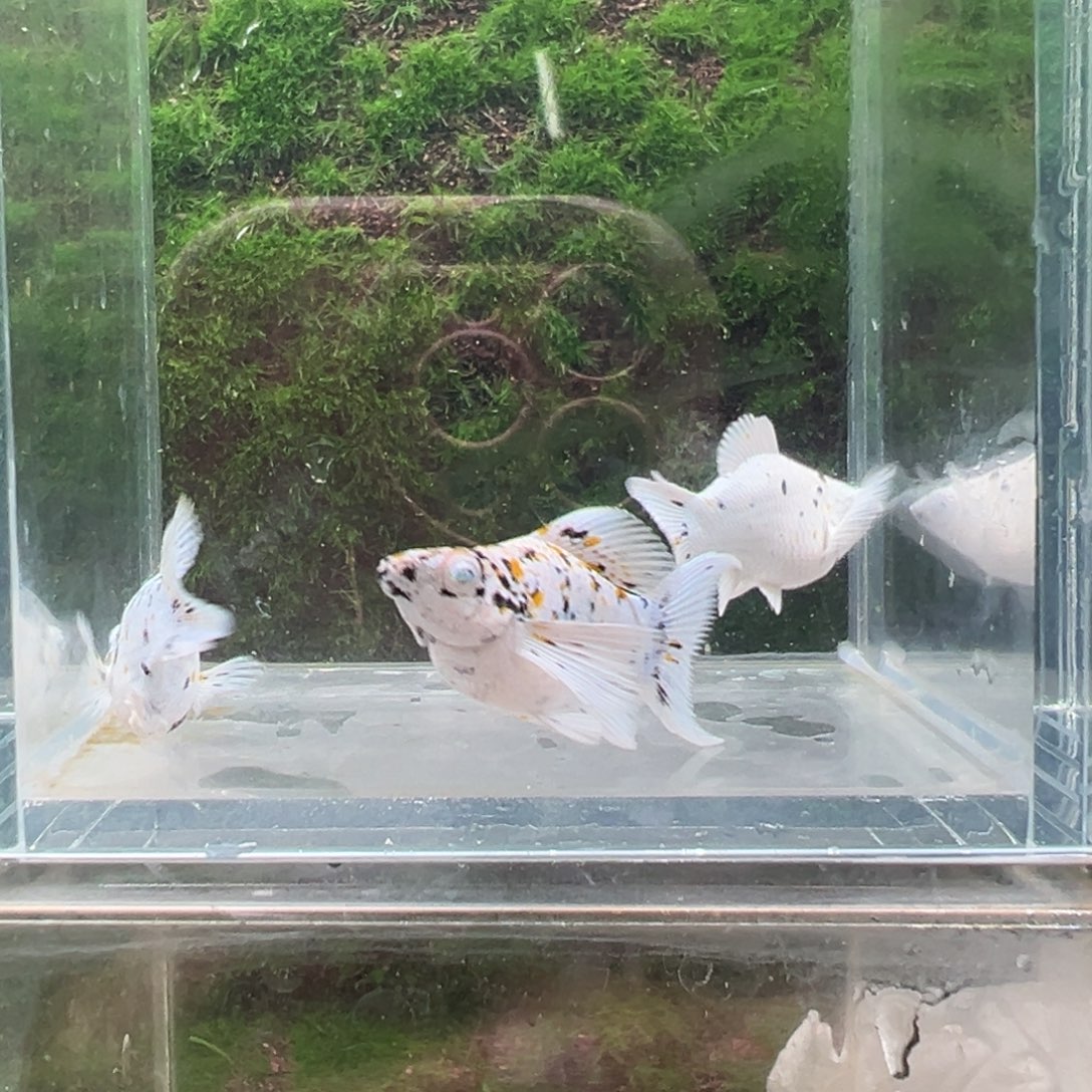 黑玛丽鱼奶牛亚成一公两母