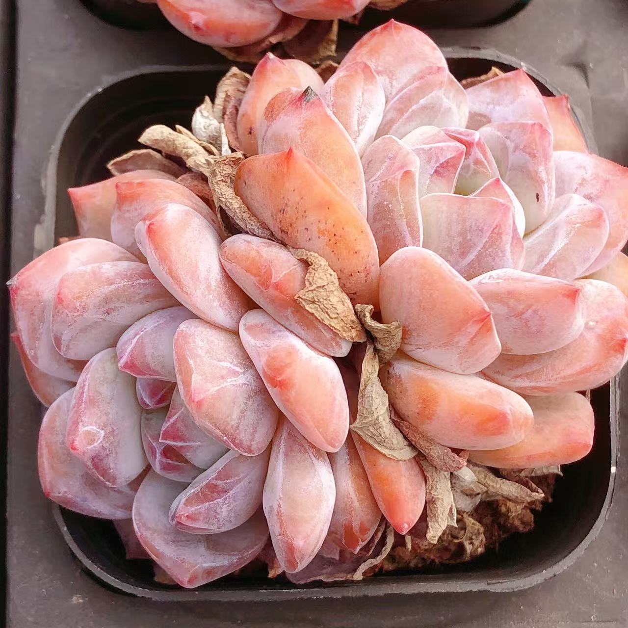 多肉植物    双头橘子星影一颗（尺寸5左右）满28包邮除偏