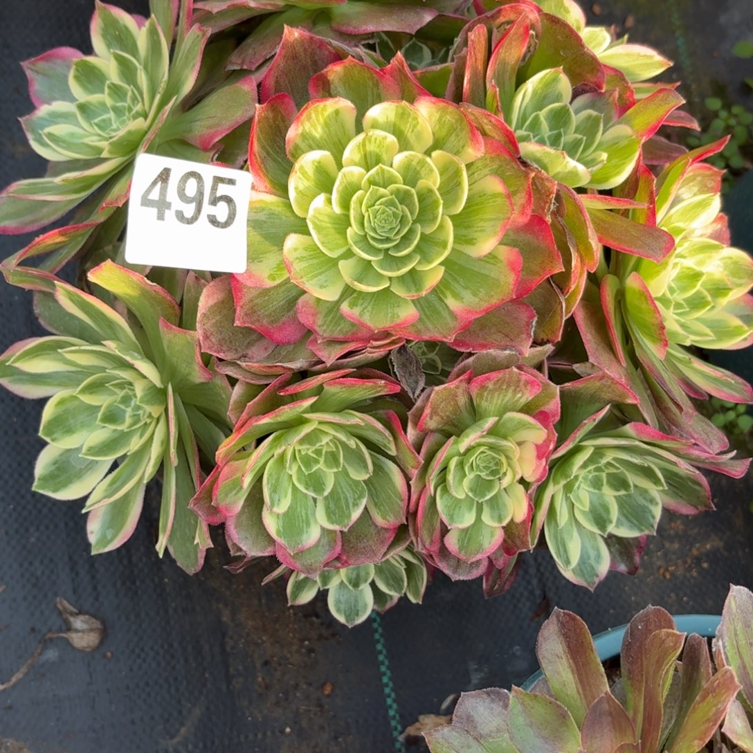 495万花筒多肉植物福利