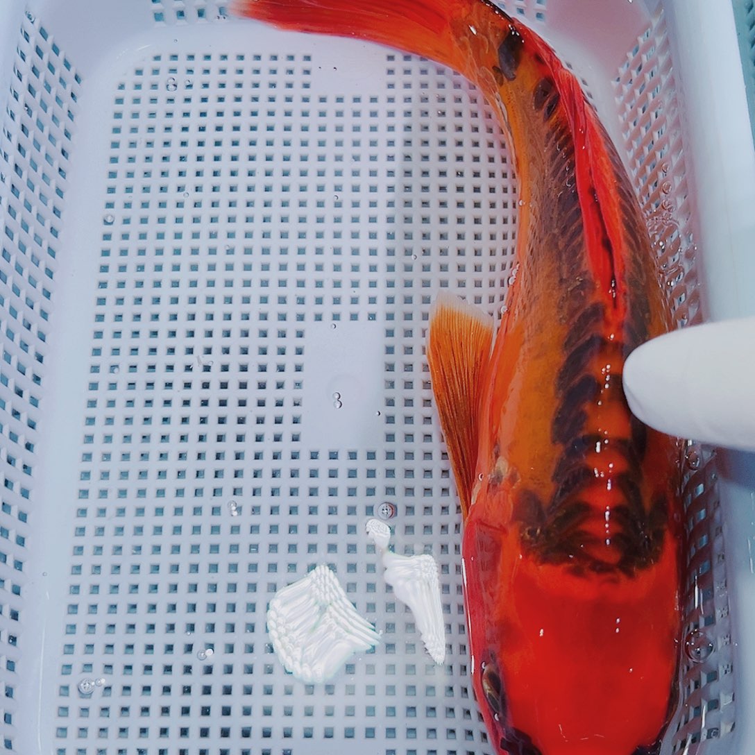 锦鲤锦鲤冷水观赏鱼117