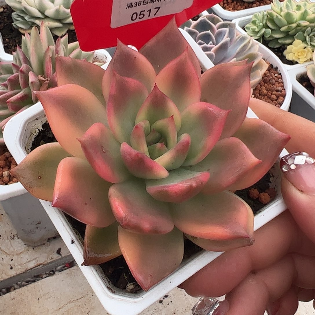 0517卡梅拉锦多肉植物001