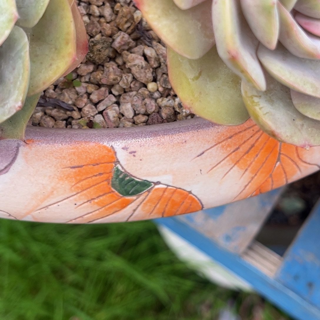 *****小姐姐的多肉植物群生多肉充值