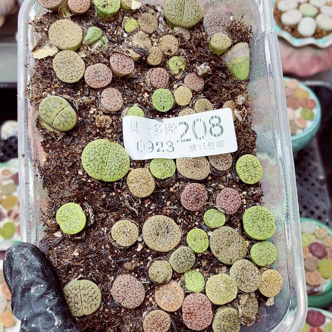 生石花满18包邮0923-208