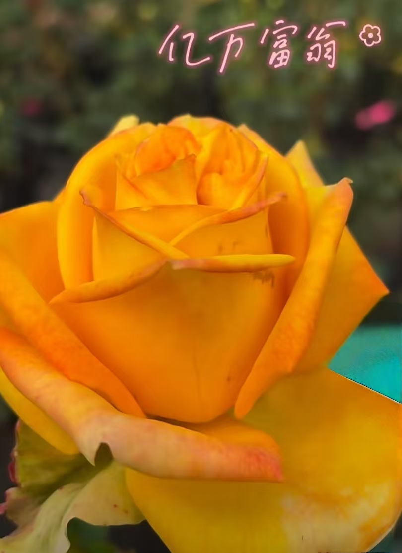 亿万富翁大苗浓香月季