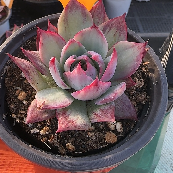 73 惊鸿仙子多肉植物6-9cm