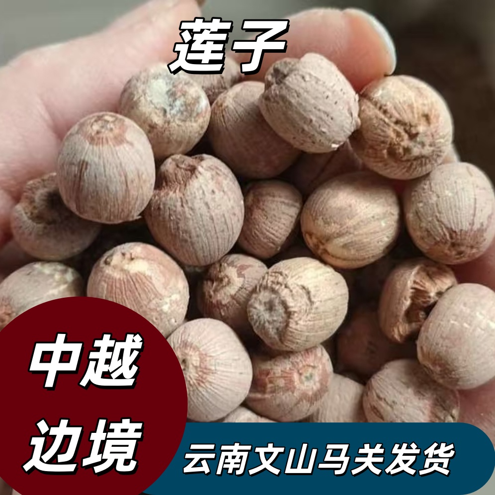 云南去壳/不去壳白莲子新鲜煲汤煮粥饱满颗粒原色莲子干货