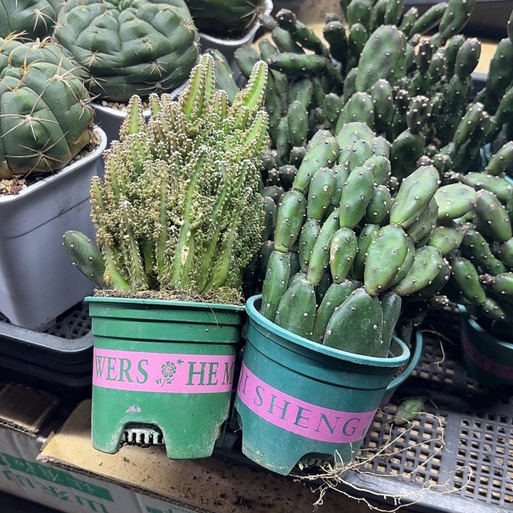 万重山➕小土人团扇加仑盆