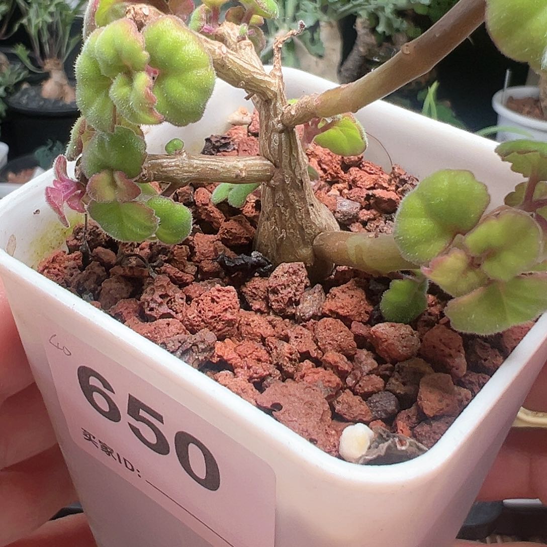 爱氏延命草带盆发货