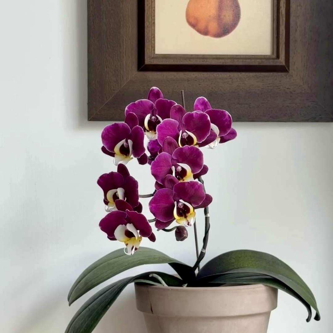 植趣花卉【黑金豆】稀有蜡质3.0斑叶苗 双剑花苞株叶片开裂不售后