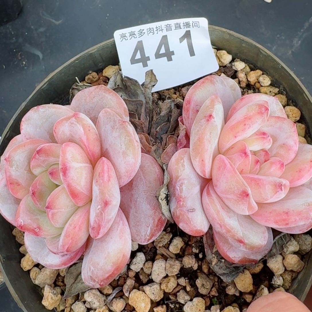 石化星影         精品多肉