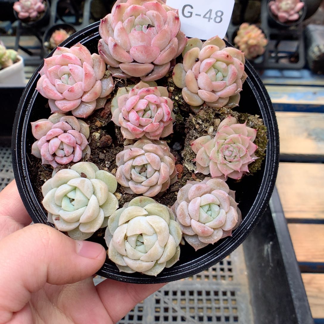 G48 ，柿子多肉20包邮两天凑单