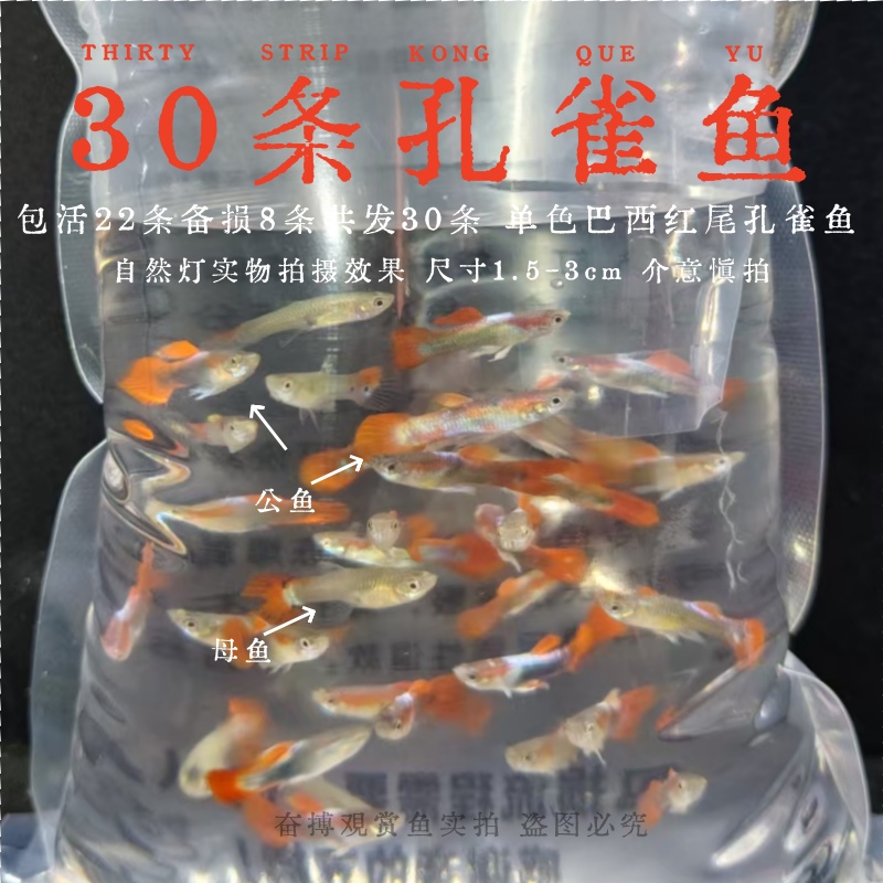 【30条孔雀鱼包活22+8条备损】简单耐活好养小型观赏鱼便宜练手闯缸