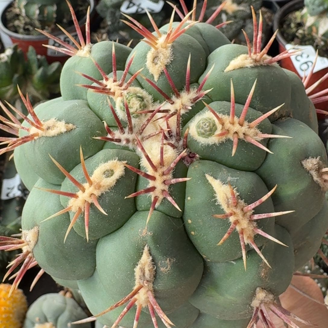 【闪购商品】红冠龙