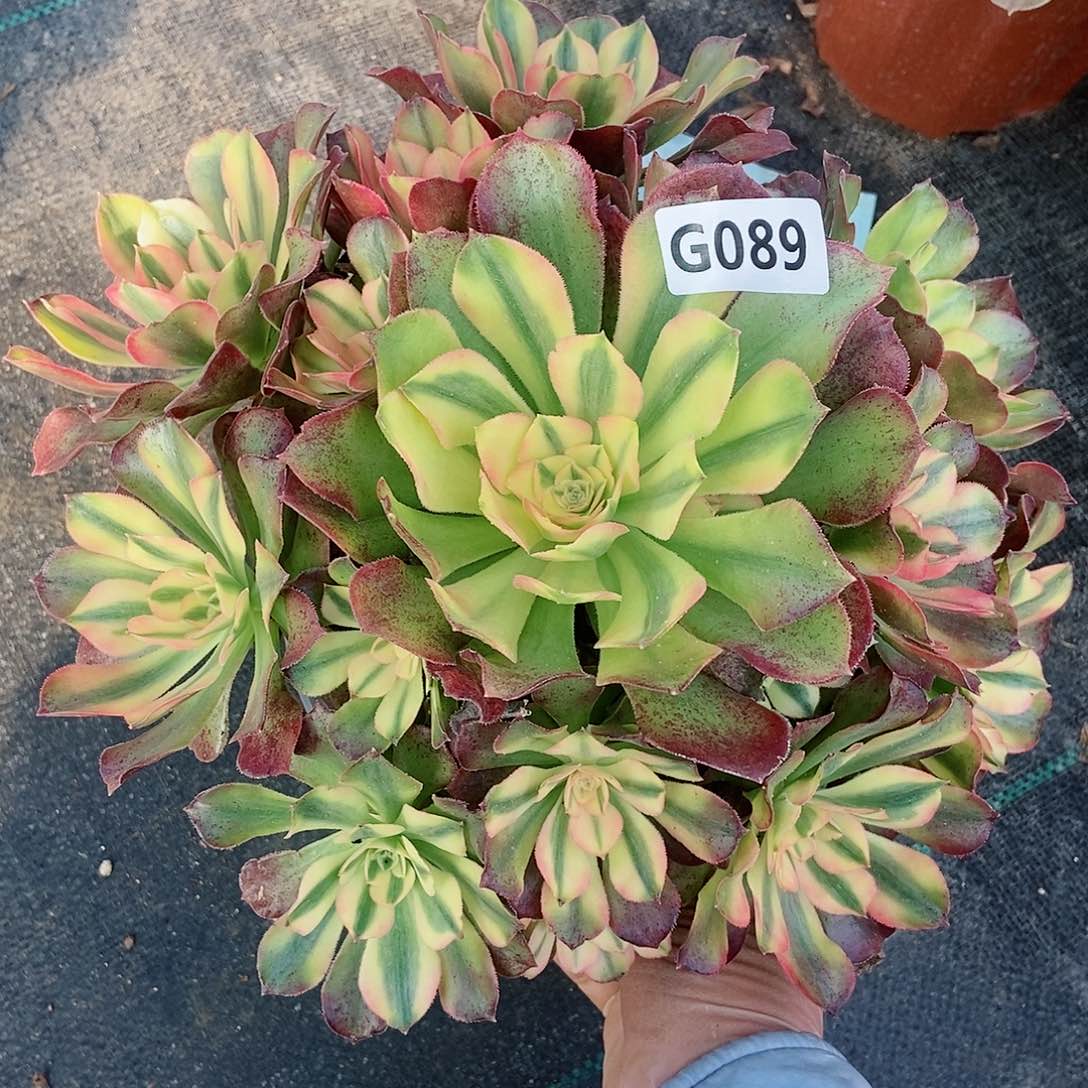 红陶089红袖4多肉