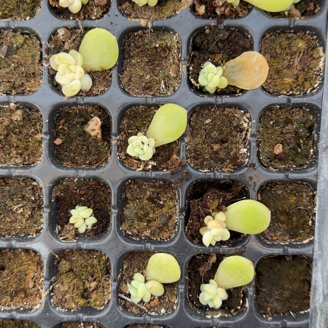 花房白财富穴一个满25包邮