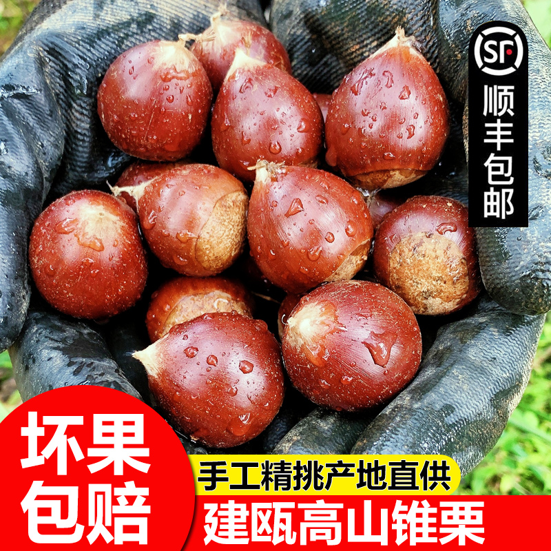 【顺丰包邮】建瓯锥栗福建正宗野生新鲜圆板栗高山现摘毛栗3斤5斤