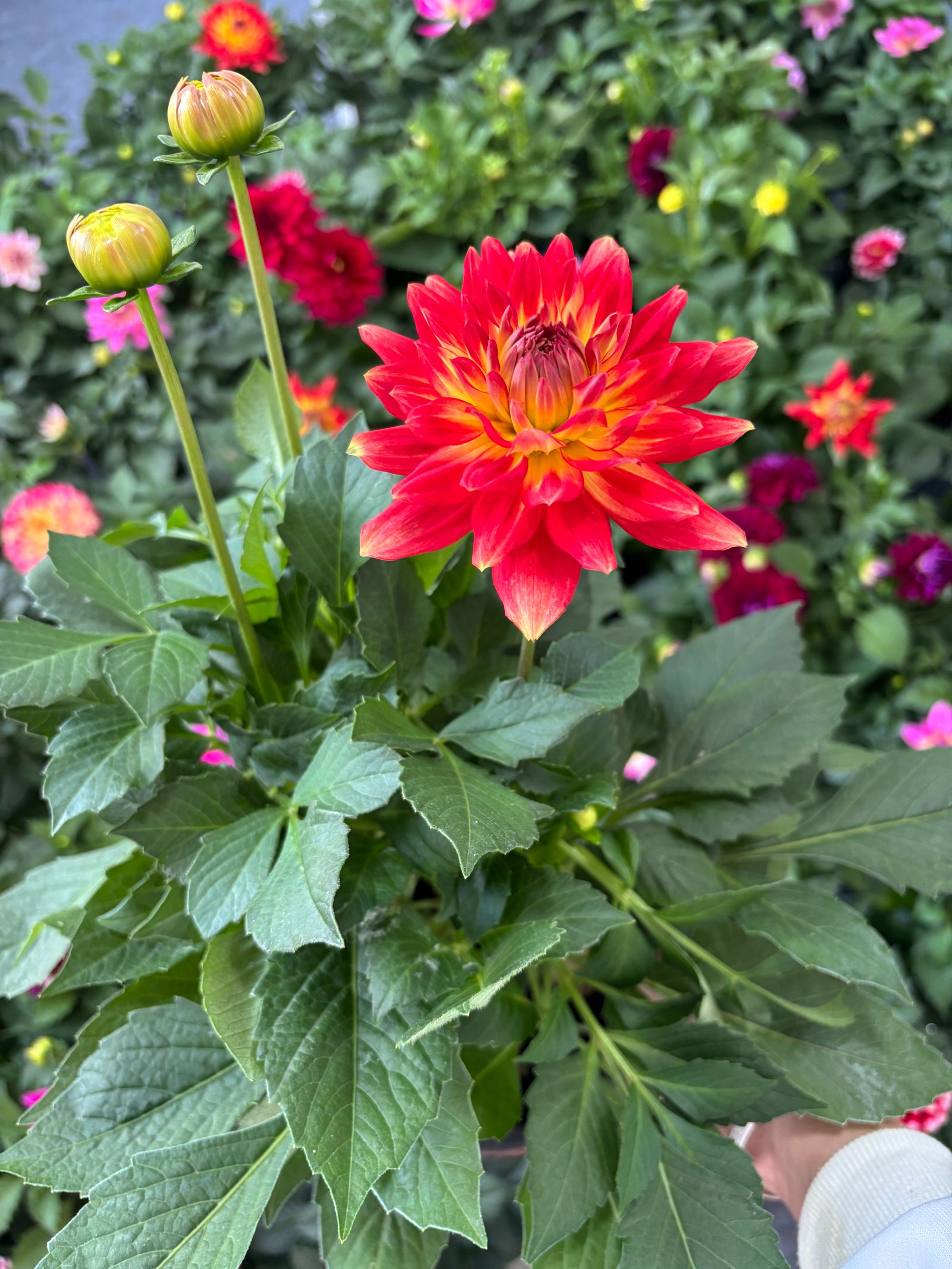 【一物一拍】小丽花加仑盆适合盆栽 阳台 庭院种植