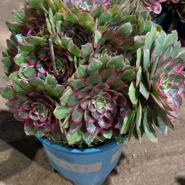 996莲花座多肉植物特价